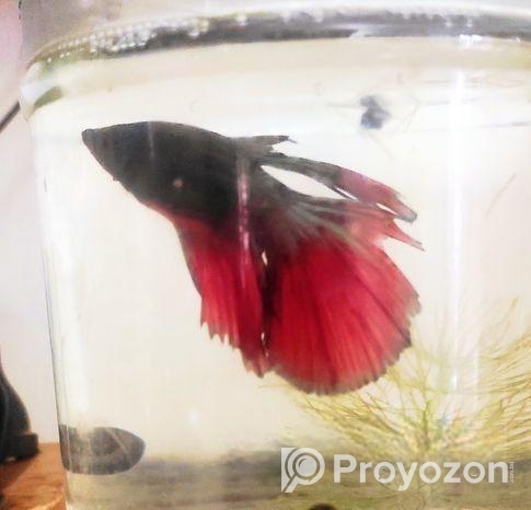 ফাইটার ব্যাটা ফিশ