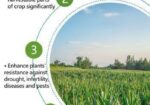 Nutriplant Organic Plus Fertilizer 100ml Amino Aci