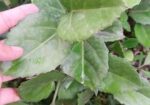 indoor plant