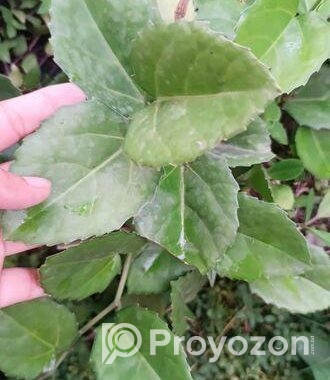 indoor plant