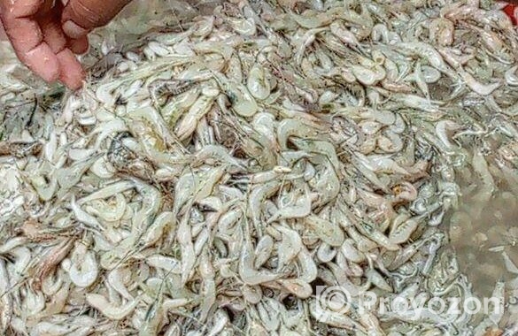 চিংড়ি কুরাল, ভাঙ্গান,বেলে, খরলা,পেসশা,বাটা