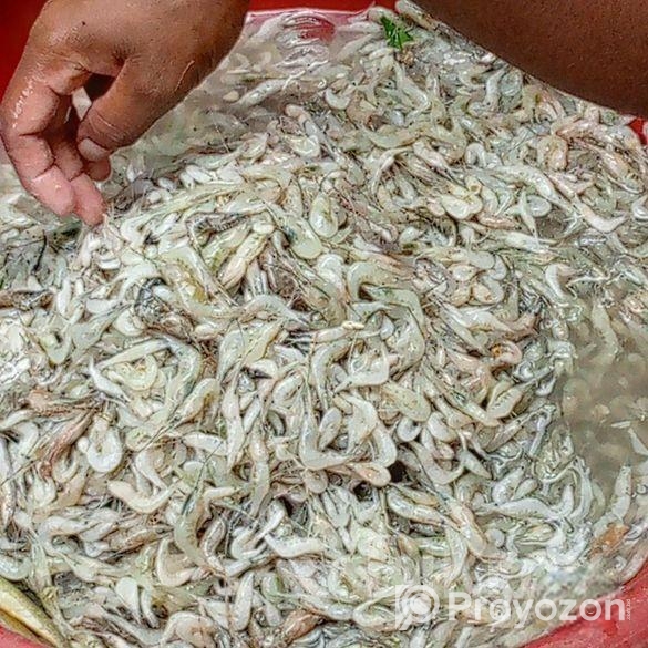 চিংড়ি কুরাল, ভাঙ্গান,বেলে, খরলা,পেসশা,বাটা