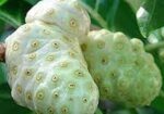 ননি ফল (ঔষুধি ফল)