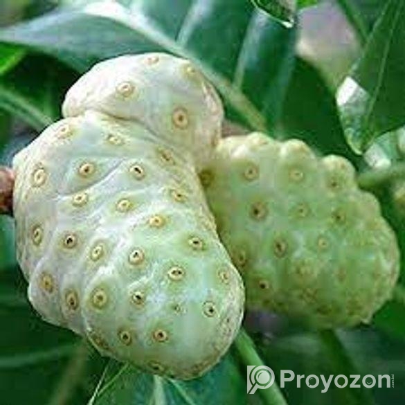 ননি ফল (ঔষুধি ফল)