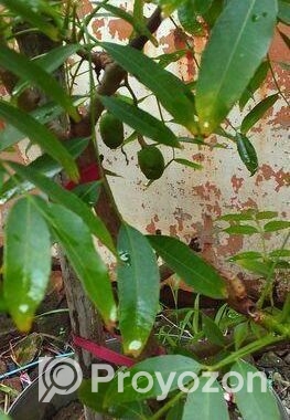 বারো মাস ফল ধরে