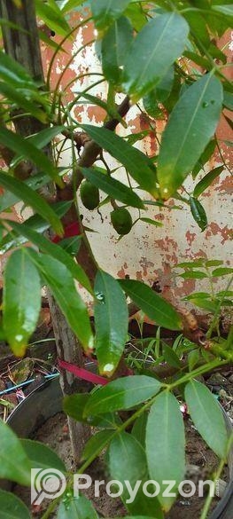 বারো মাস ফল ধরে