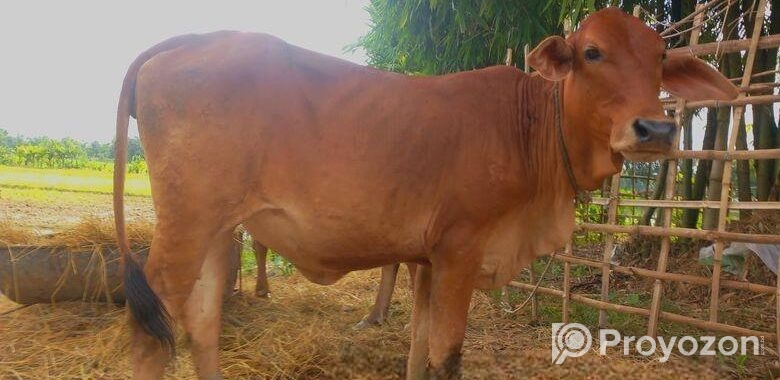 আমেরিকান শাহিওয়াল গরু বিক্রি হবে