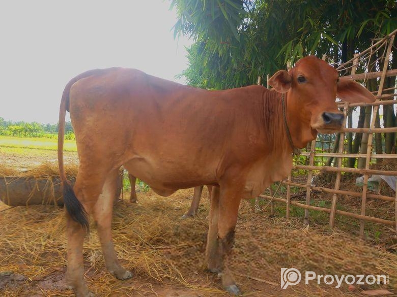 আমেরিকান শাহিওয়াল গরু বিক্রি হবে