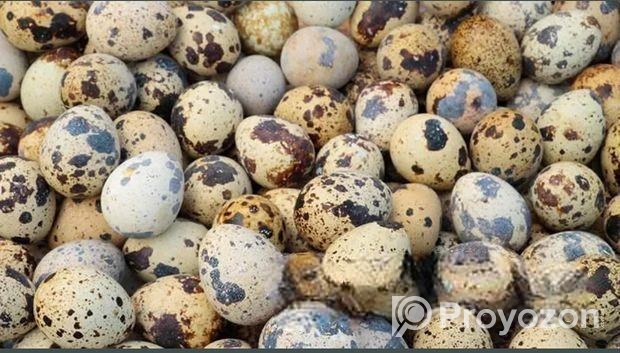 হালি ১৪ টাকা কোয়েল পাখির ডিম বিক্রয়