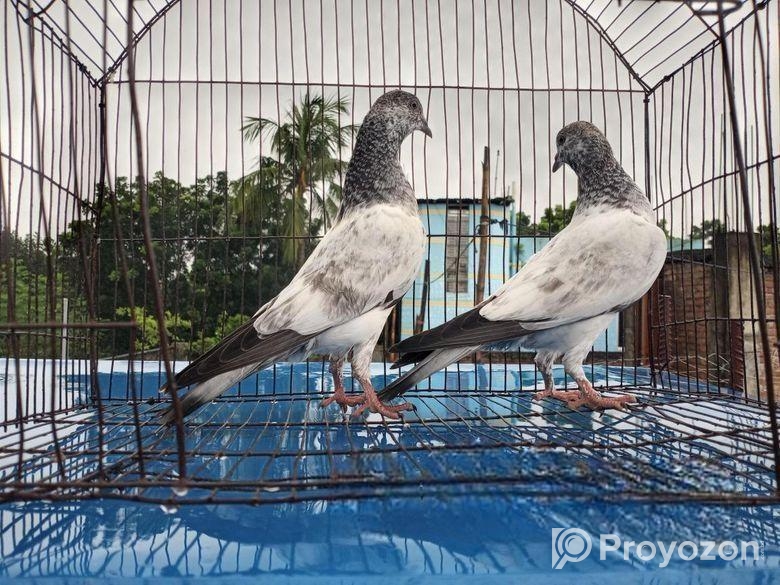 সিলভার বাঘা কবুতরের বাচ্চা।