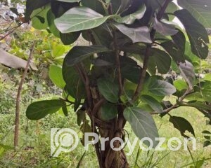 fitted-36_2025-08-03_17-21-43