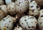 কোয়েল পাখির বীজ ডিম