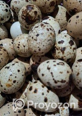 কোয়েল পাখির বীজ ডিম