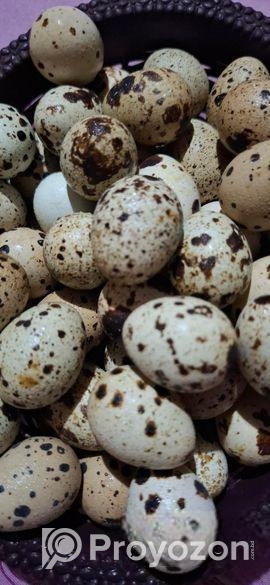 কোয়েল পাখির বীজ ডিম