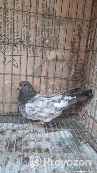 দুইটা মাদি কবুতর