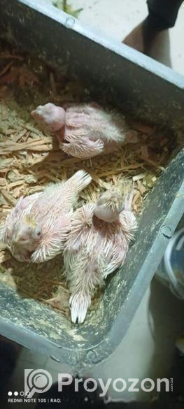 কোকাটেল