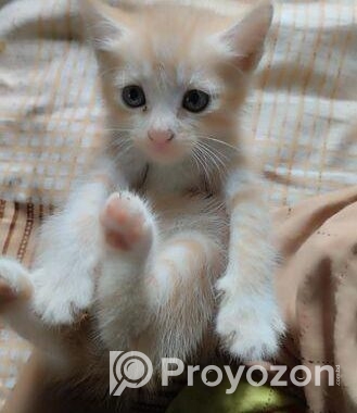 Mix Breed Kitten