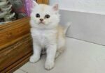 Persian Cat Baby