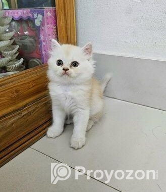 Persian Cat Baby