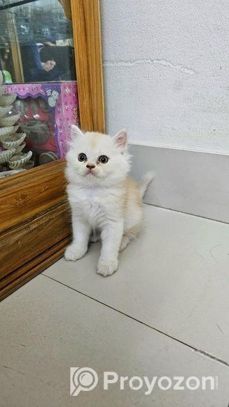 Persian Cat Baby