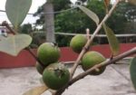 স্ট্রবেরি পেয়ারা