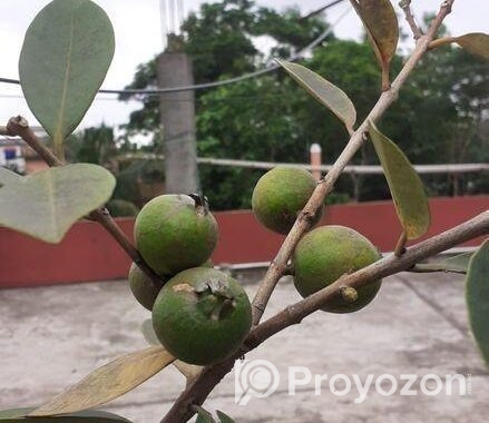 স্ট্রবেরি পেয়ারা