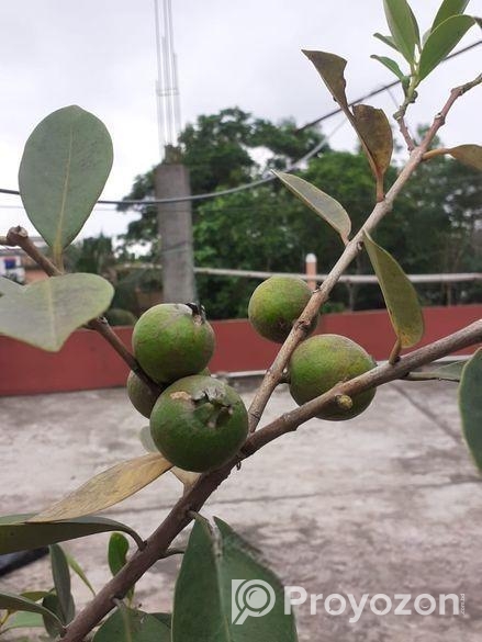 স্ট্রবেরি পেয়ারা