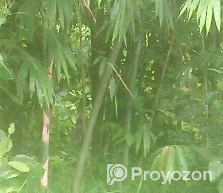 ২প্রকার বাস ১ বাকাল ২ বউরা