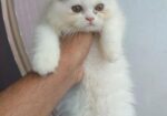 Parsian Female Cat