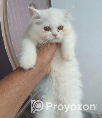 Parsian Female Cat