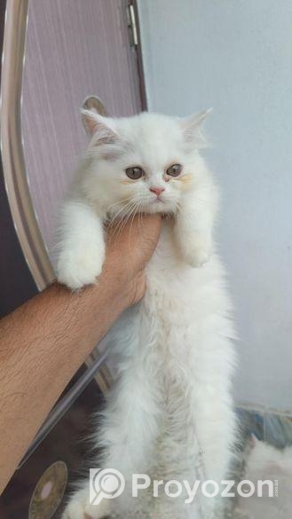 Parsian Female Cat