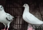 Coco Racer Master Pair Kobutor