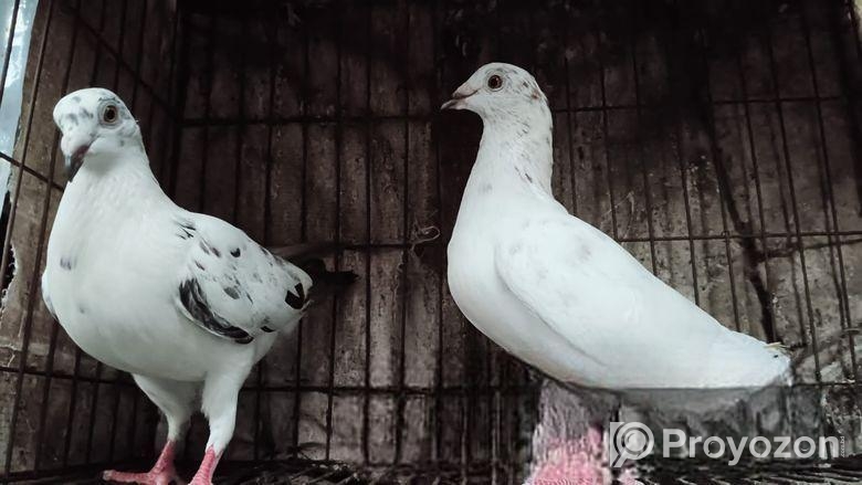 Coco Racer Master Pair Kobutor