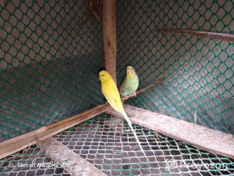 বাজিগার পাখি রানিং