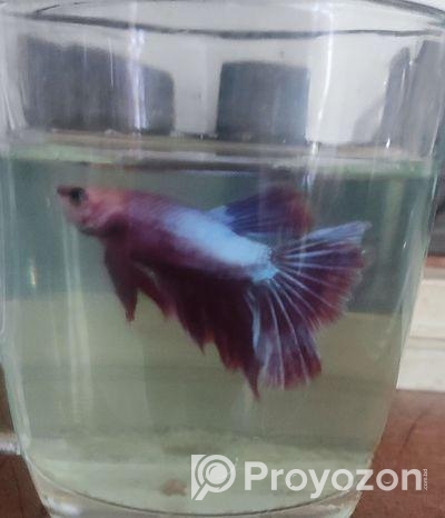 ফাইটার ব্যাটা ফিশ