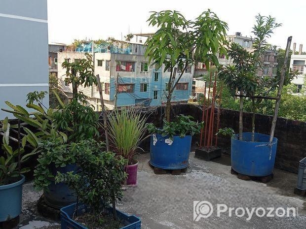 বিদেশি লিচু আম পেয়ারা আরো অন্যান্য ফলজ গাছ বড় ড্