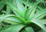 এলোভেরা পাতা/Alovera