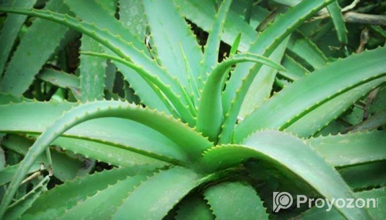 এলোভেরা পাতা/Alovera