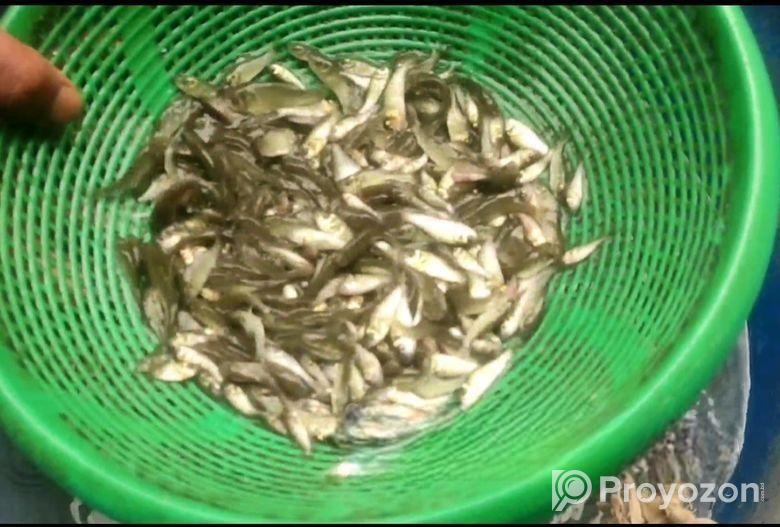 শতভাগ নির্ভেজাল গ্যারান্টিযুক্ত পোনা