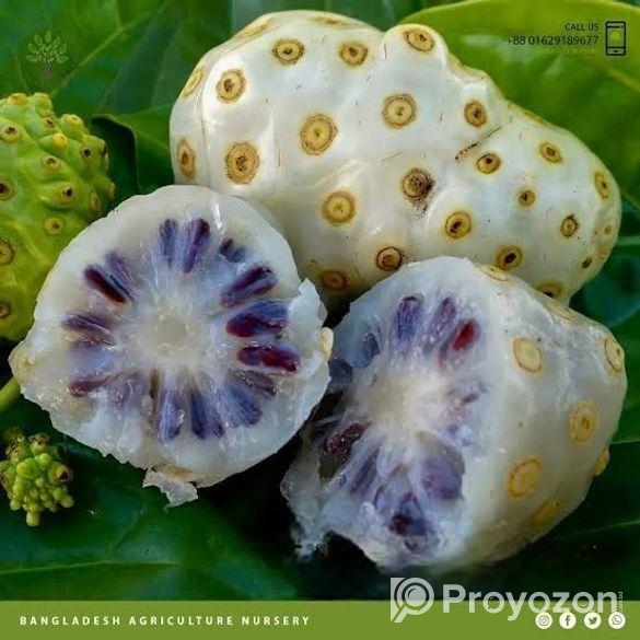 ননি ফল (ঔষুধি ফল)