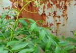 বারো মাস ফল ধরে