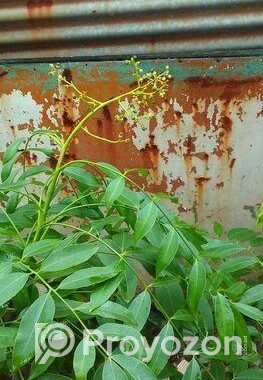 বারো মাস ফল ধরে