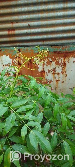 বারো মাস ফল ধরে