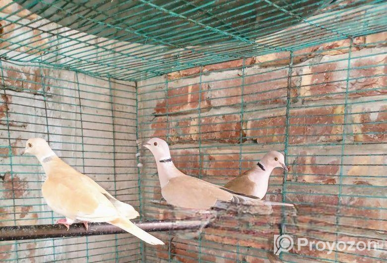 অষ্ট্রেলিয়ান ঘুঘু বিক্রয় করা হবে