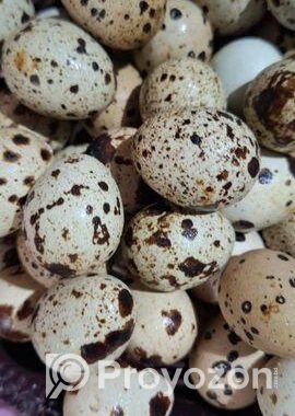 কোয়েল পাখির বীজ ডিম