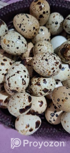 কোয়েল পাখির বীজ ডিম