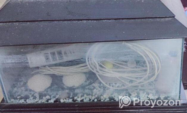 Fish aquarium