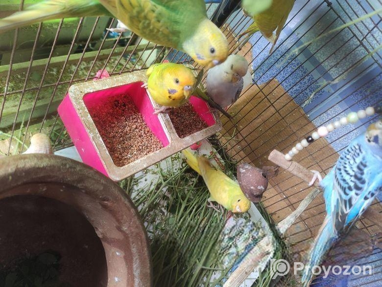 বাজরিকা পাখি