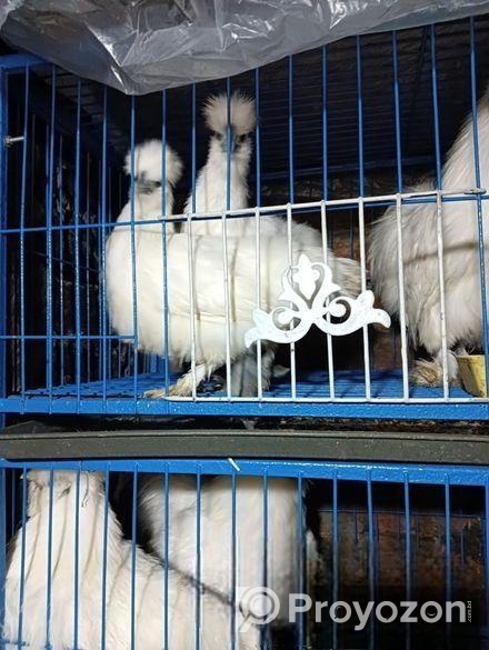 সিল্কি মুরগী