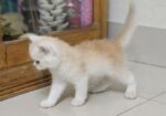 Persian Cat Baby